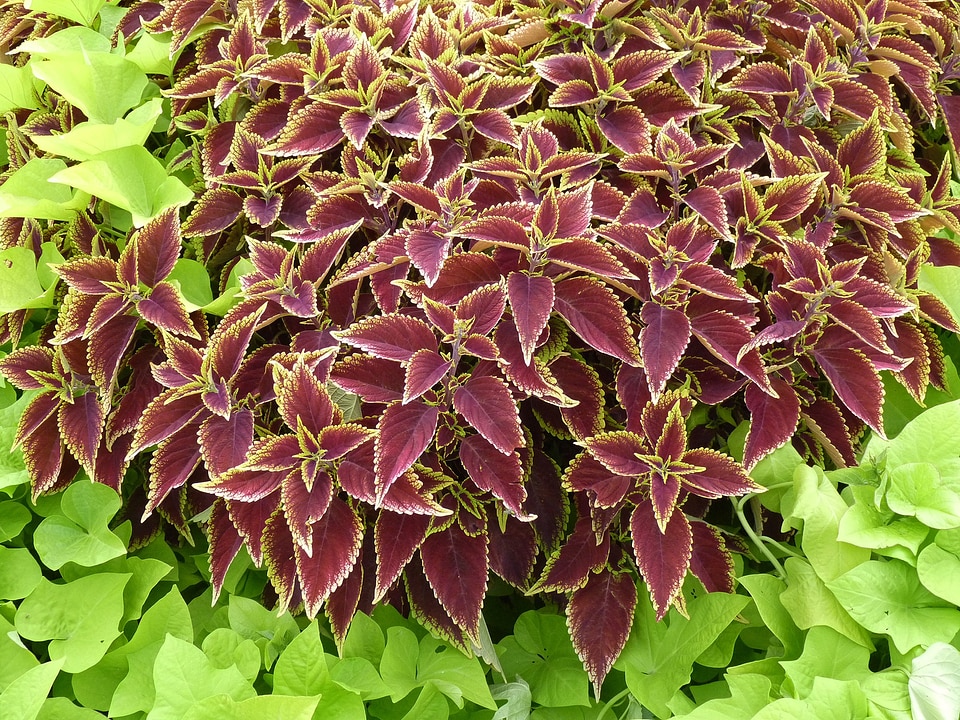 Nature plants conservatory