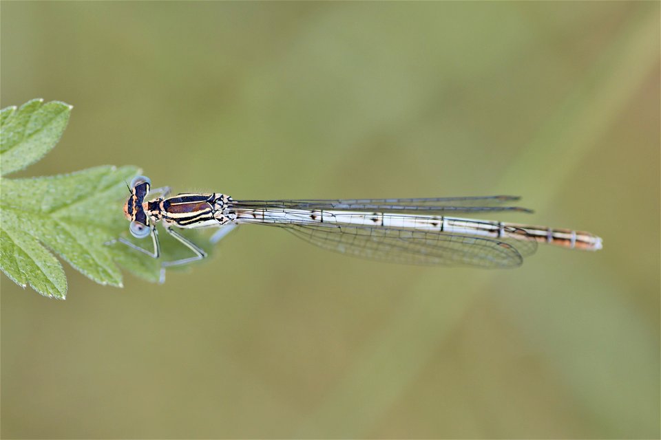 A Platycnemis from Dumitru Rascanu Park, Chisinau