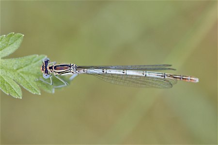 A Platycnemis from Dumitru Rascanu Park, Chisinau