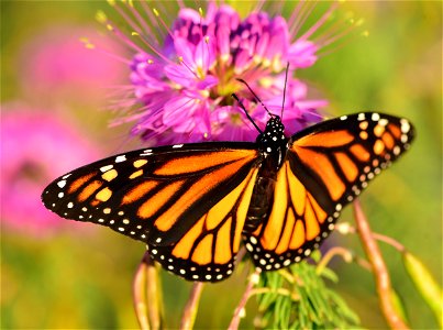 Monarch butterfly at Seedskadee National Wildlife Refuge photo