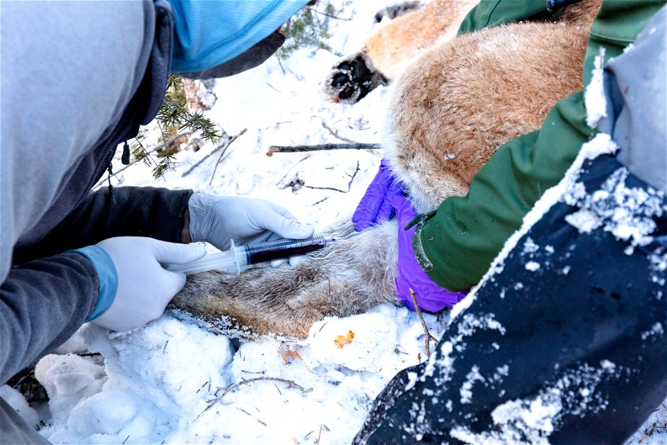 Cougar capture and collar: drawing blood (2)