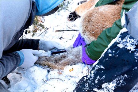 Cougar capture and collar: drawing blood (2) photo
