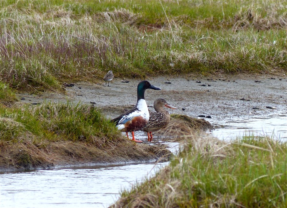 Northern Shoveler pair