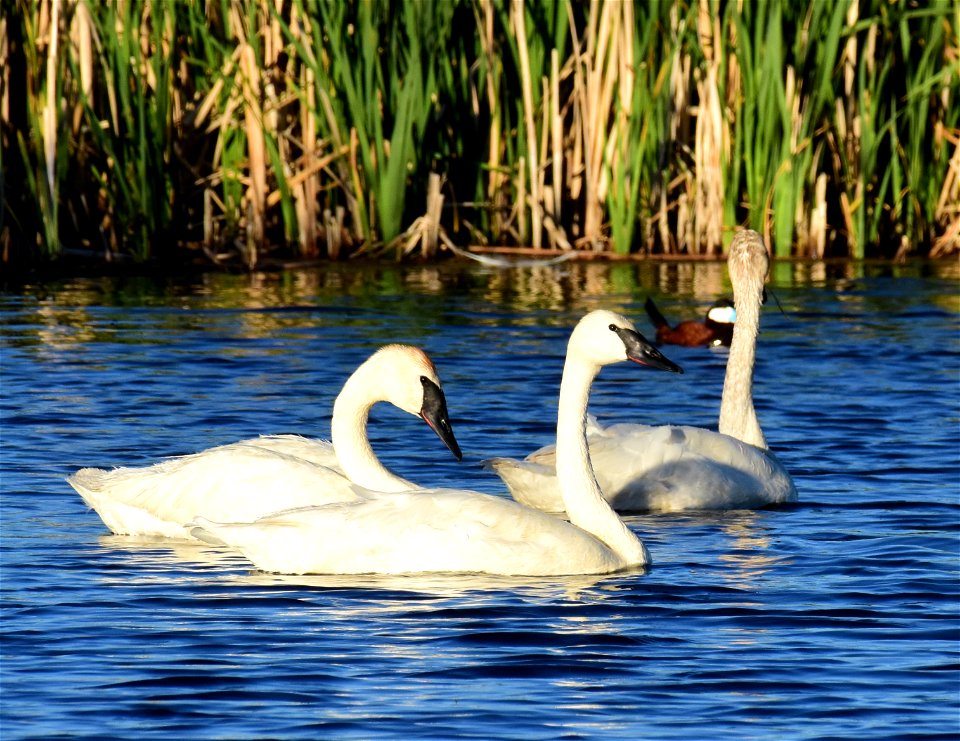 Trumpeter swan at Seedskadee National Wildlife Refuge