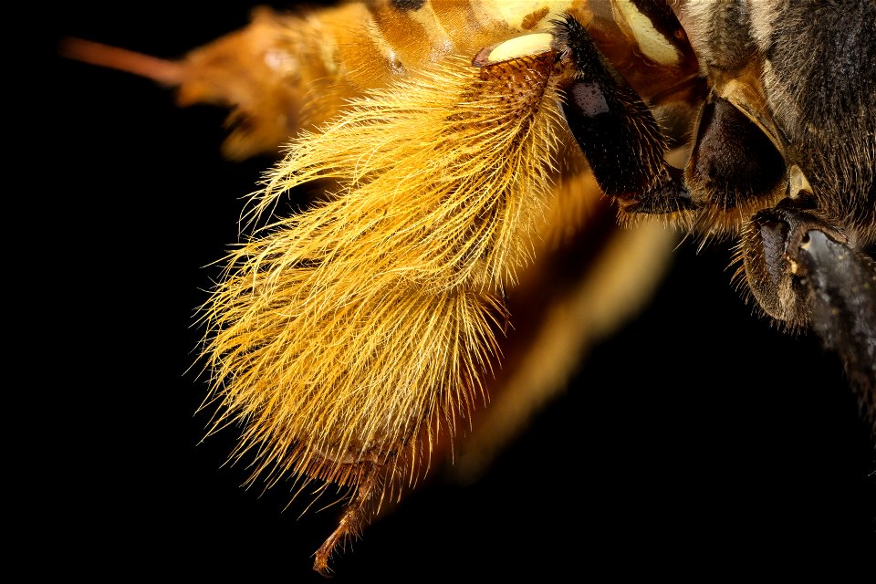 Epicharis albofasciata, f, leg_2021-08-12-13.53.53 ZS PMax UDR