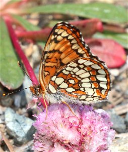 CHECKERSPOT, NORTHERN (Chlosyne palla) (6-16-2021) approx 4200 ft, along ship mt rd, smith river n rec area, del norte co, ca -06