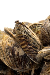 Zebra Mussels (Dreissena polymorpha) photo