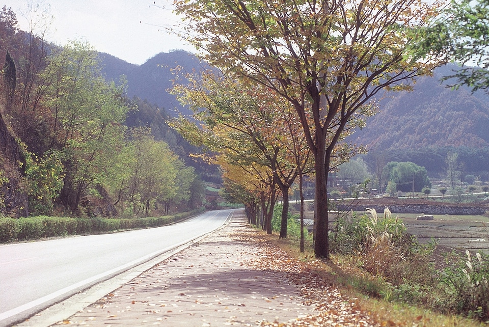 Autumn foliage in Korea