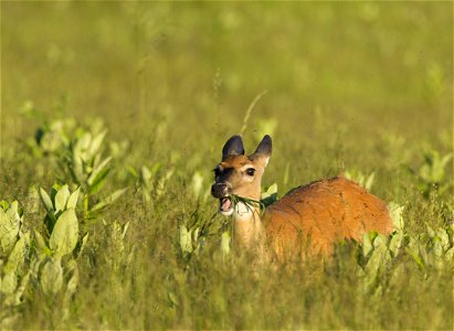 Deer Chomping on Meadow Grass photo