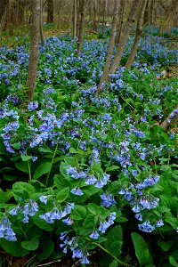 Virginia Bluebell Forest