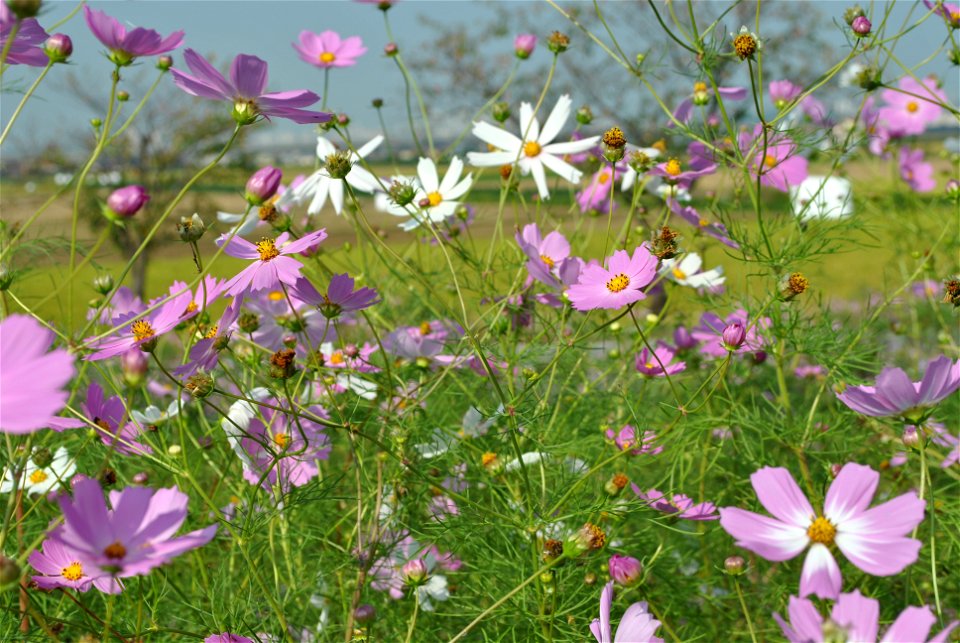 Cosmos Flowers photo