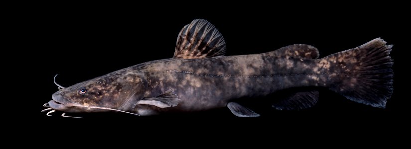 Red Tailed Catfish swimming in water -- Phractocephalus