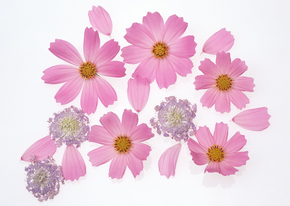 Cosmos flower and petals isolated on white background