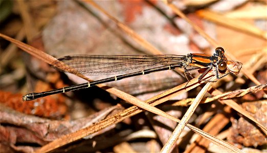 DANCER, BLUE-TIPPED (Argia tibialis) (05-15-2023) jones lake state park, bladen co, nc -04 female