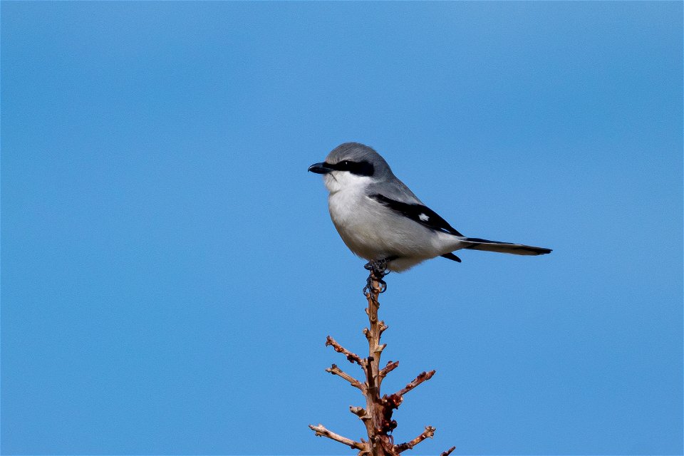 Loggerhead Shrike