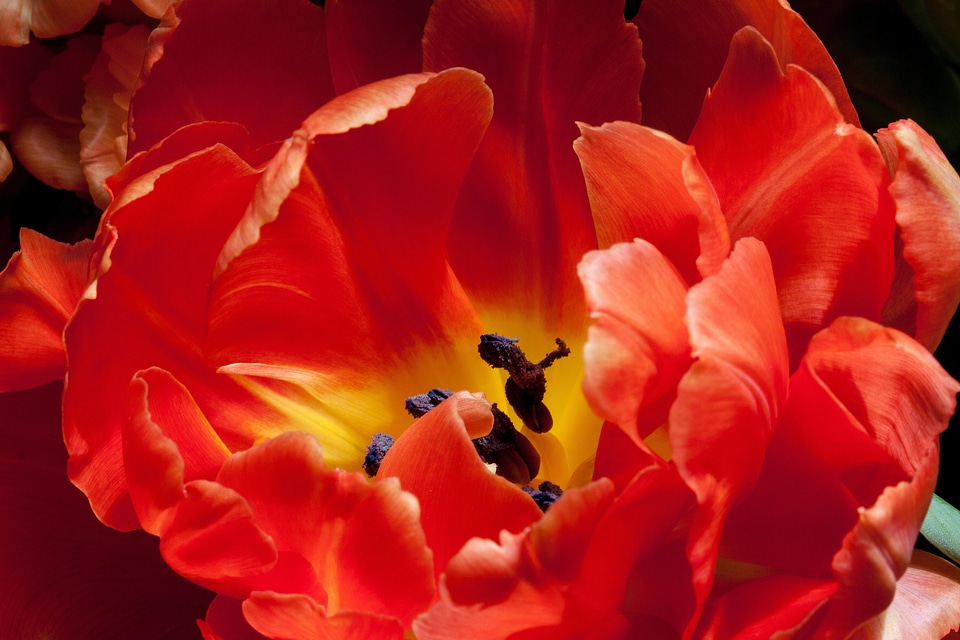 Nature flowers tulips