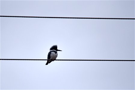 Belted kingfisher photo