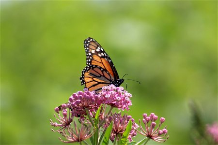 Monarch Butterfly on Swamp Milkweed photo