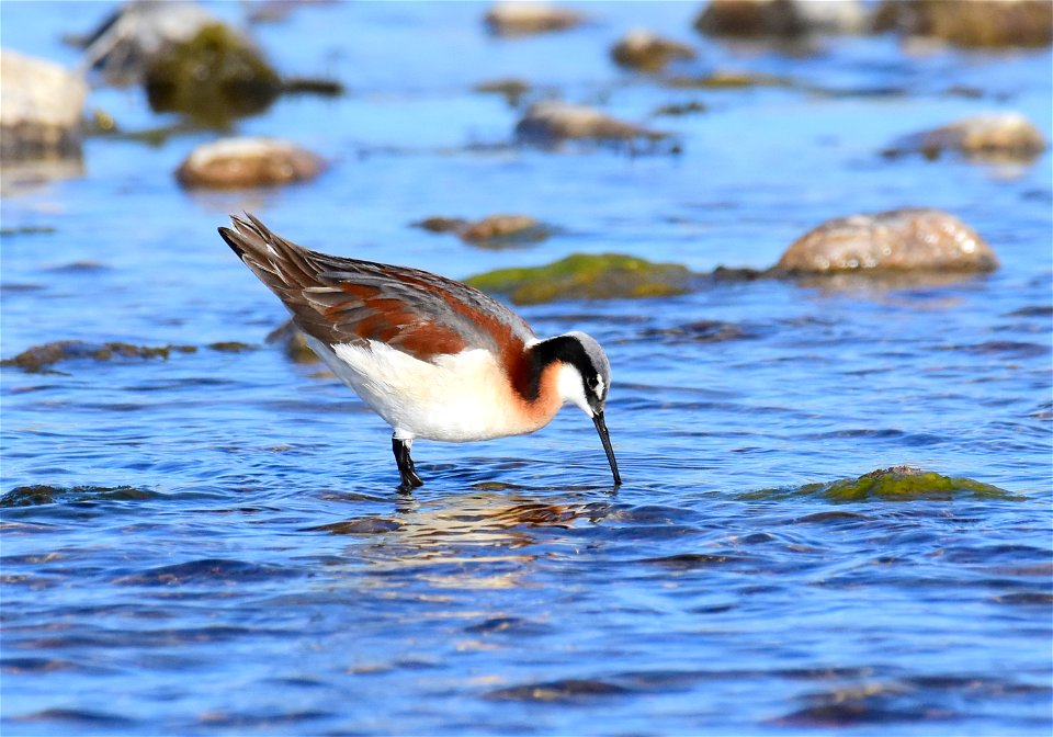 Wilson's phalarope at Seedskadee National Wildlife Refuge