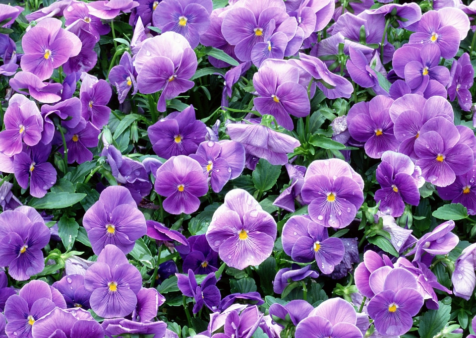 Violet flower in garden