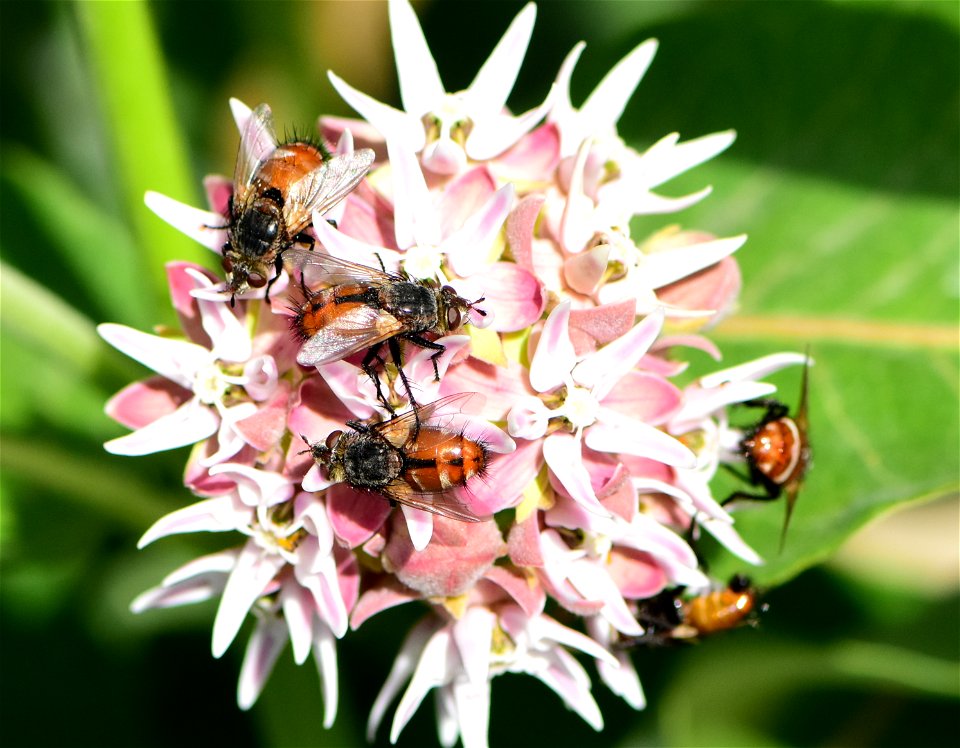 Bristle or Tachinid fly (Peleteria iterans)  at Seedskadee NWR Wyoming