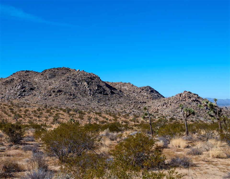 Joshua Tree National Park