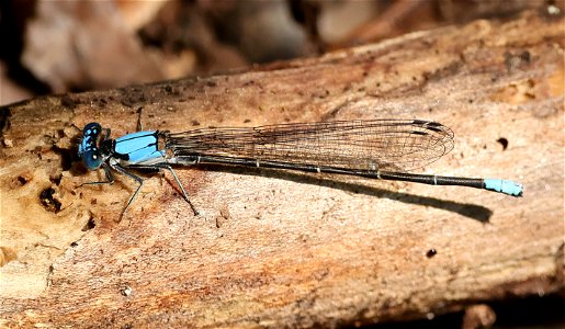 DANCER, BLUE-FRONTED ((Argia apicalis) (06-06-2023) Quest at Latta Nature Preserve, mecklenburg co, nc -01