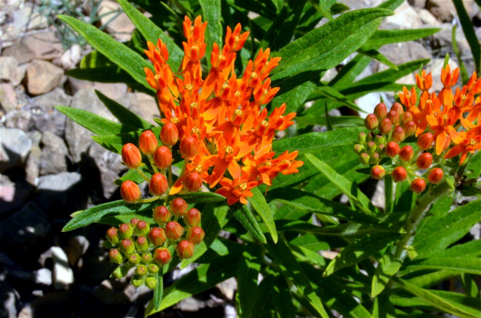 Butterfly milkweed in bloom