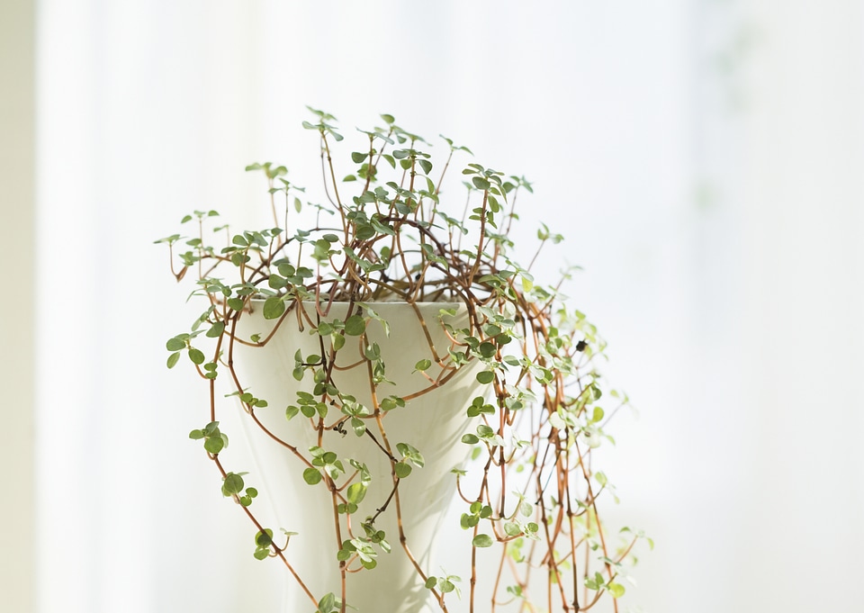 Indoor plant window