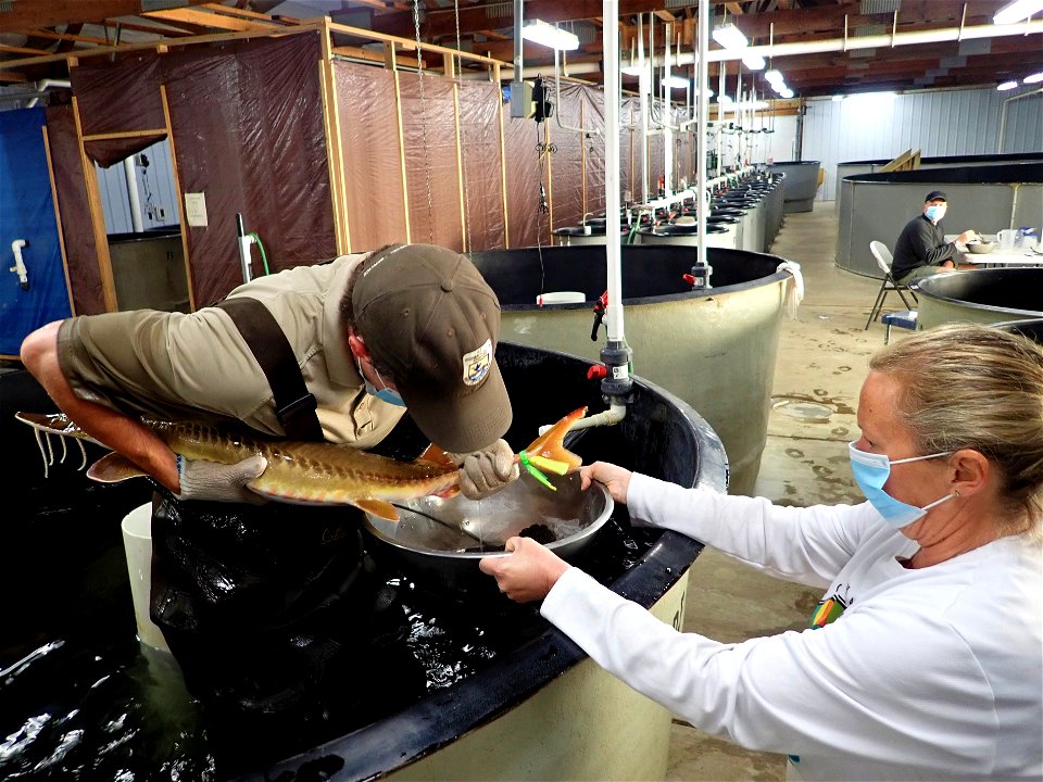 Shovelnose Sturgeon Spawning photo