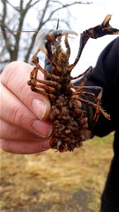 Crayfish Carrying Babies photo