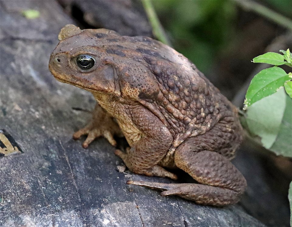 TOAD, GIANT (Bufo marinus) (11-29-2022) nat butterfly center, hidalgo co, tx -02