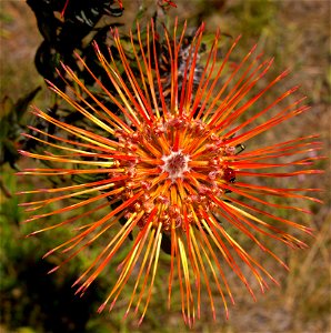 UC Santa Cruz Arboretum