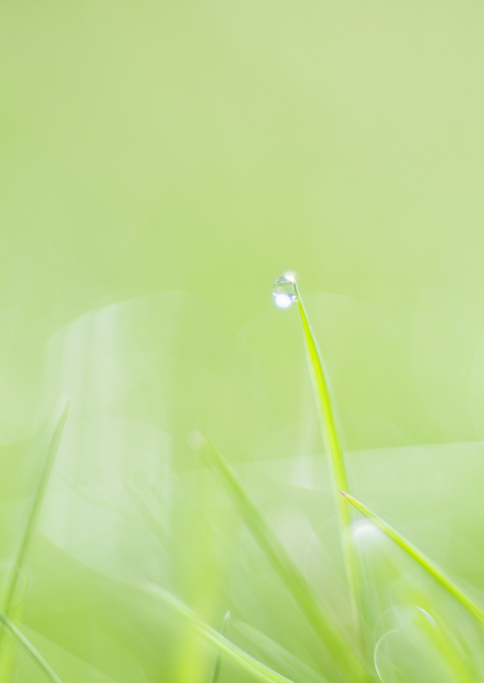 Water drops on the green nature background