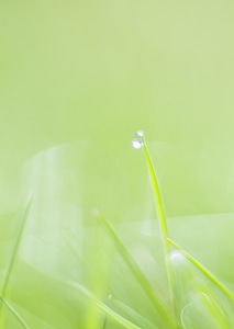 Water drops on the green nature background