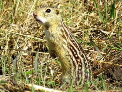 Thirteen-lined Ground Squirrel photo