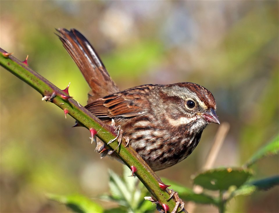 896 - SONG SPARROW (09-30-2022) point st george, del norte co, ca (5)