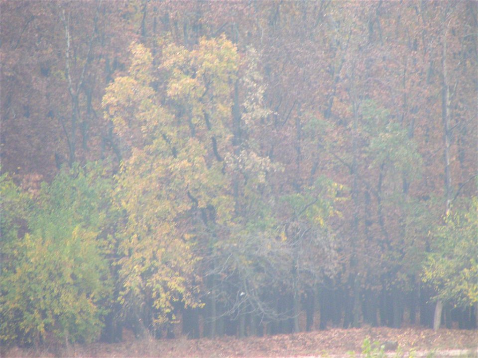 minolta z1_20031108_55