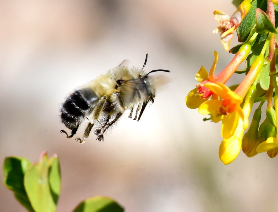 Digger bee at Seedskadee National Wildlife Refuge