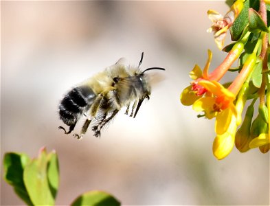 Digger bee at Seedskadee National Wildlife Refuge