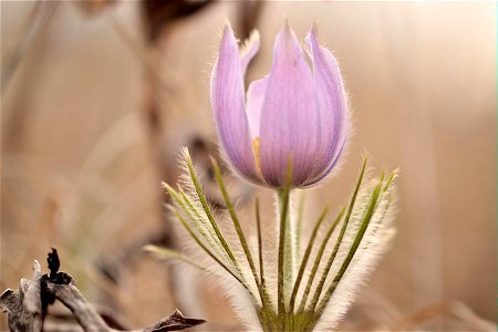 Pasque Flower photo