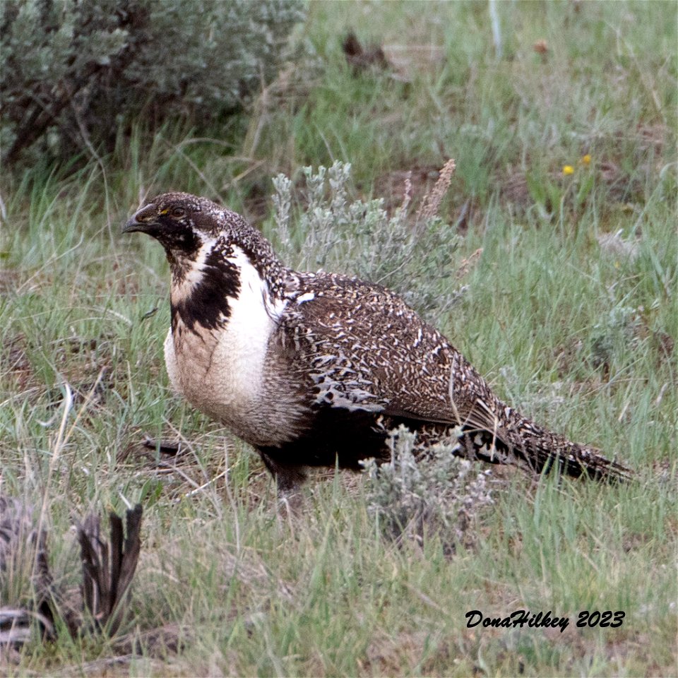 Greater Sage Grouse