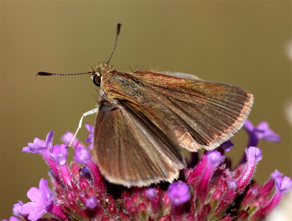 SKIPPER, SWARTHY (Nastra lherminier) (06-03-2023) powerlines, duke forest, orange co, nc -44