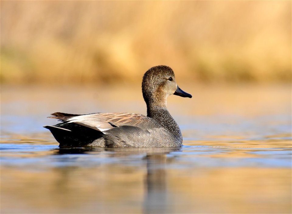Gadwall at Seedskadee National Wildlife Refuge