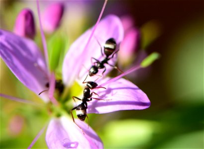 Western Harvester Ant (Pogonomyrmex occidentalis) at Seedskadee National Wildlife Refuge Wyoming