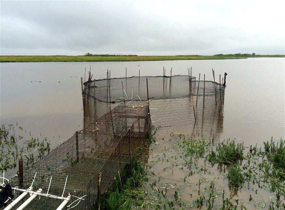 Duck banding operations, Kgun Lake