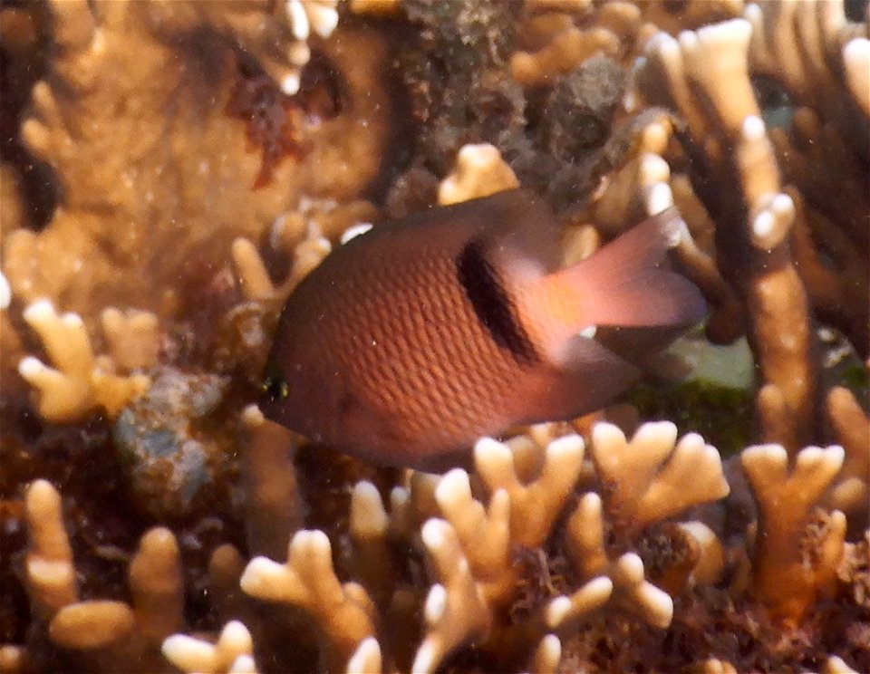 Plectroglyphidodon johnstonianus 1