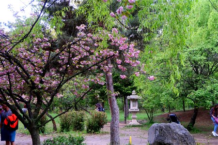 japanes_garden_rain_Herastrau (7)
