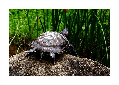 The hard and rough shell
