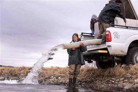 Rainbow Trout on the Move photo